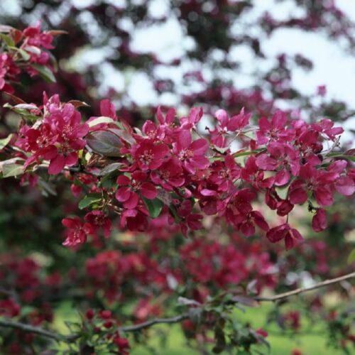 Malus Hybride Profusion