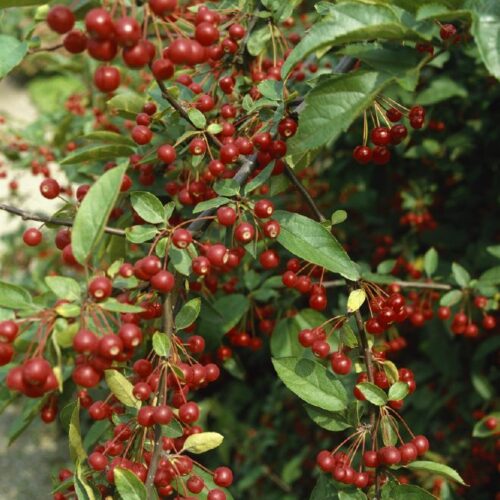 Malus sargentii