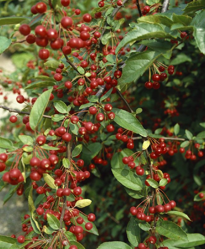 Malus sargentii