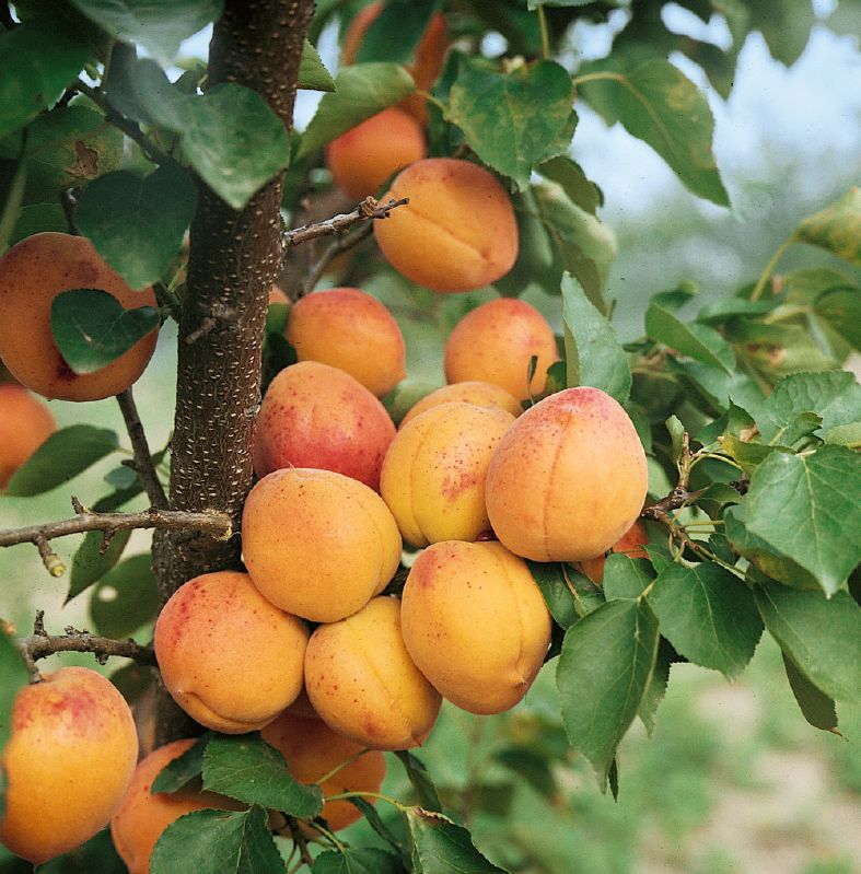 Marillen in Sorten, H