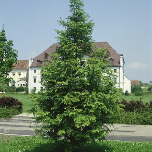 Metasequoia glyptostroboides