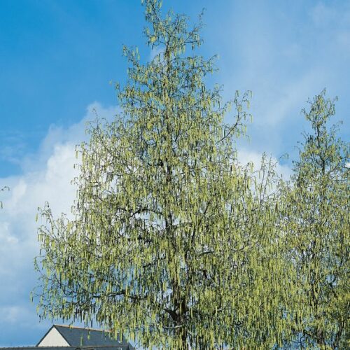 Ostrya carpinifolia, H