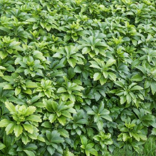 Pachysandra terminalis