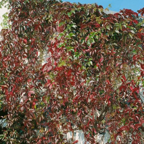 Parthenocissus quinquefolia