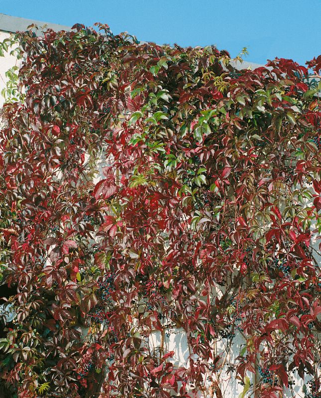 Parthenocissus quinquefolia