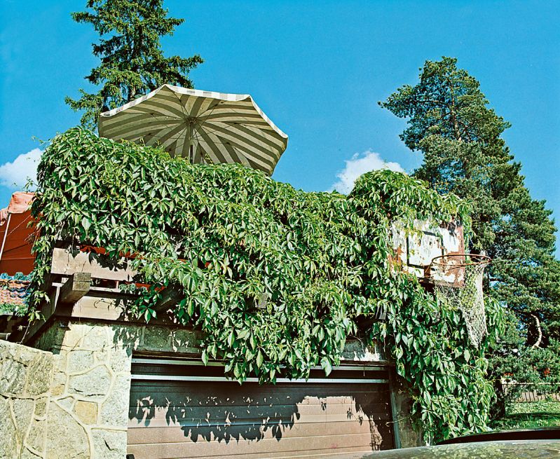 Parthenocissus quinquefolia Engelmannii