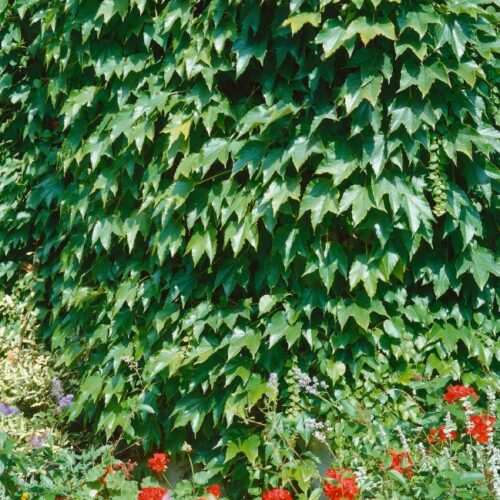 Parthenocissus tric. Veitchii
