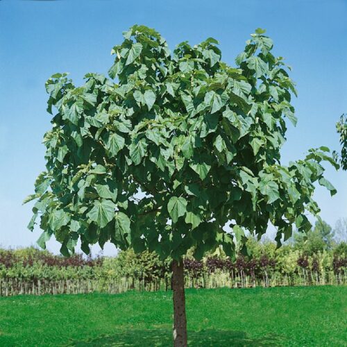 Paulownia tomentosa, H