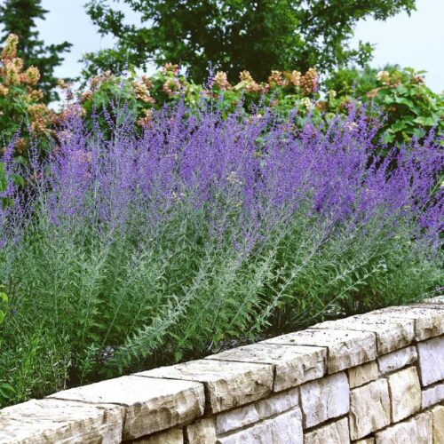 Perovskia atriplicifolia