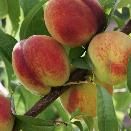 Pfirsich in Sorten, H