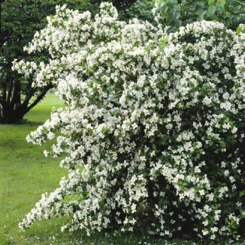 Philadelphus coronarius             weiß