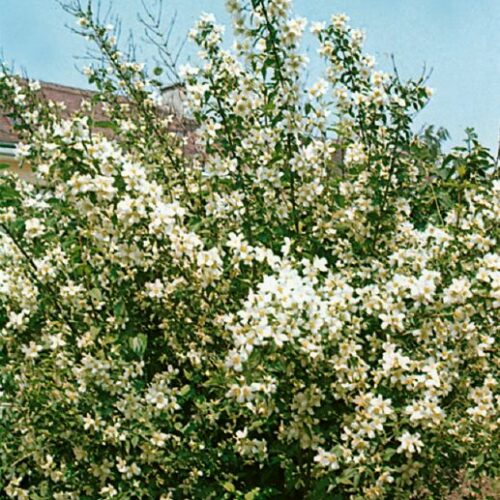 Philadelphus lem. Erectus         weiß