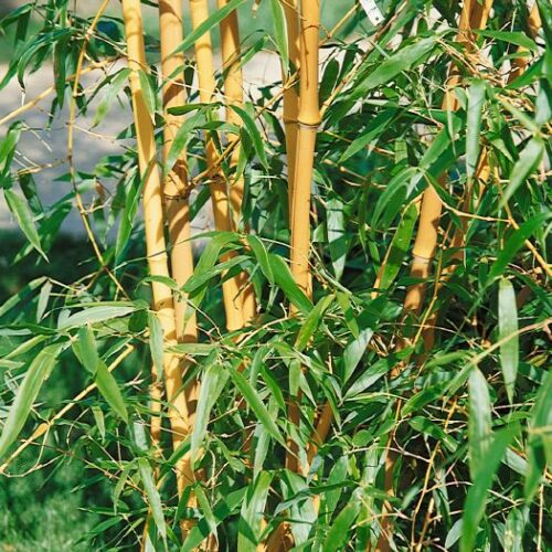 Phyllostachys Aurea
