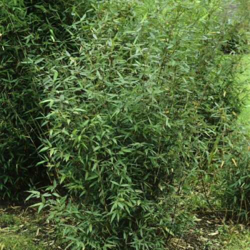 Phyllostachys Aureosulcata