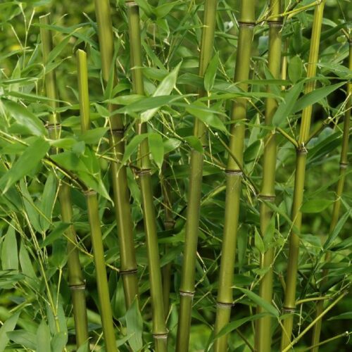 Phyllostachys bissetii