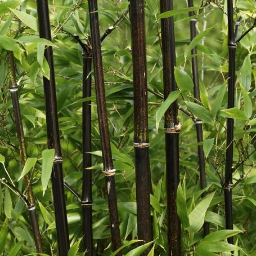 Phyllostachys Nigra