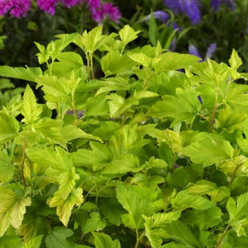 Physocarpus opulifolius Darts Gold