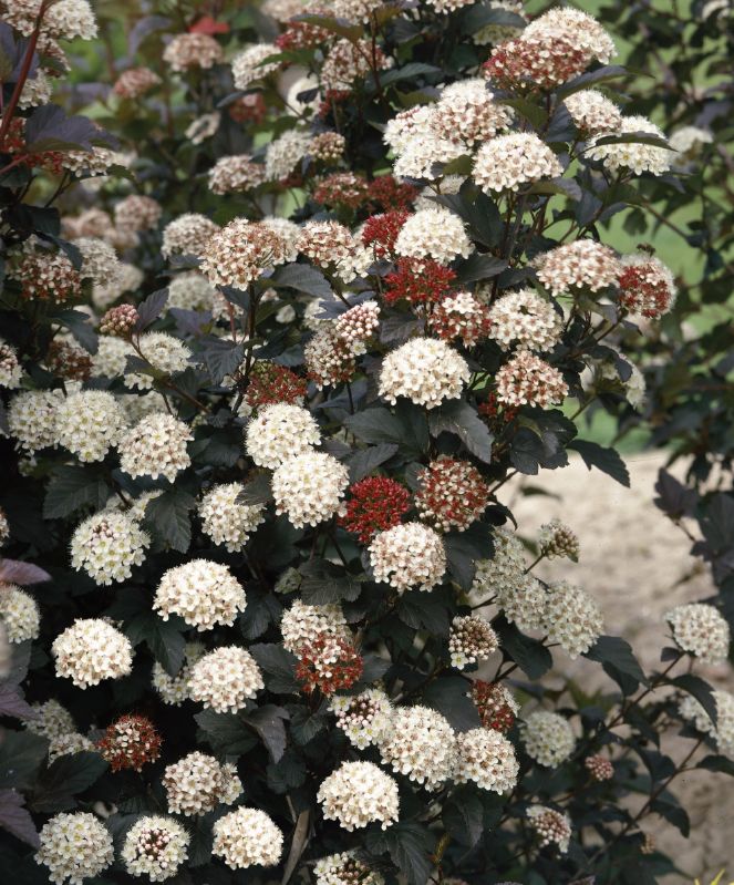 Physocarpus opulifolius Diabolo