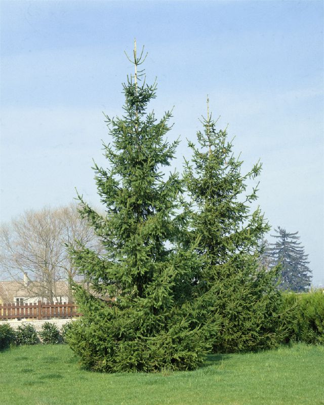 Picea abies