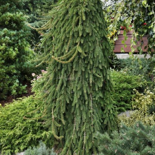 Picea abies Inversa