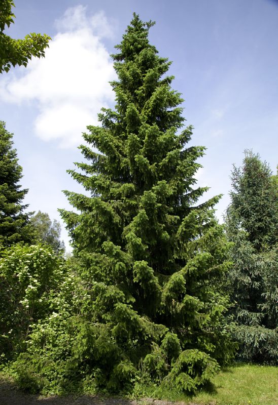 Picea omorika