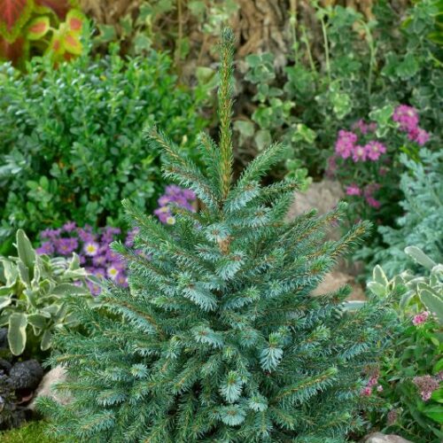 Picea omorika Nana
