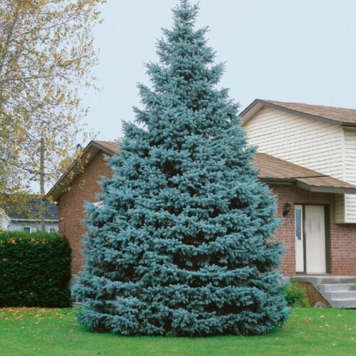 Picea pungens Glauca