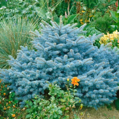 Picea pungens Glauca Globosa