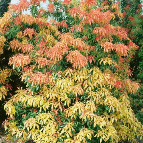 Pieris japonica Forest Flame