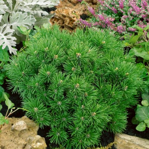Pinus mugo Mops