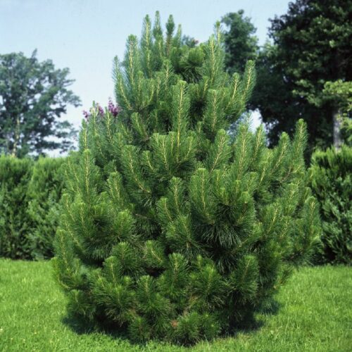 Pinus nigra Austriaca