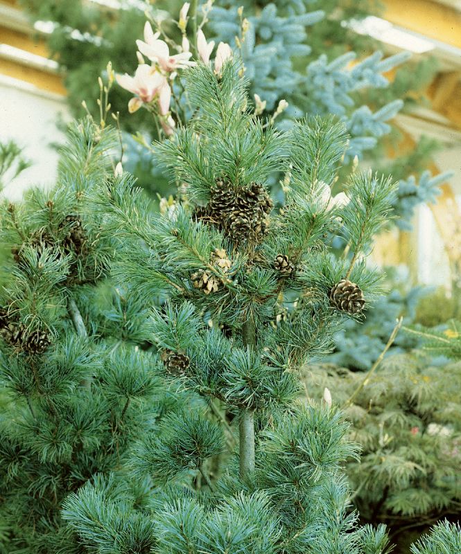 Pinus parviflora Glauca