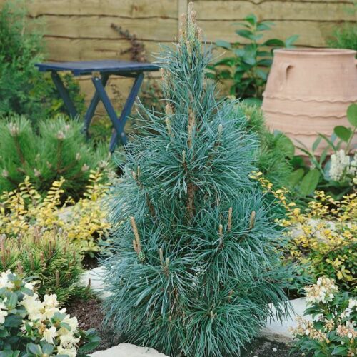 Pinus sylvestris Fastigiata