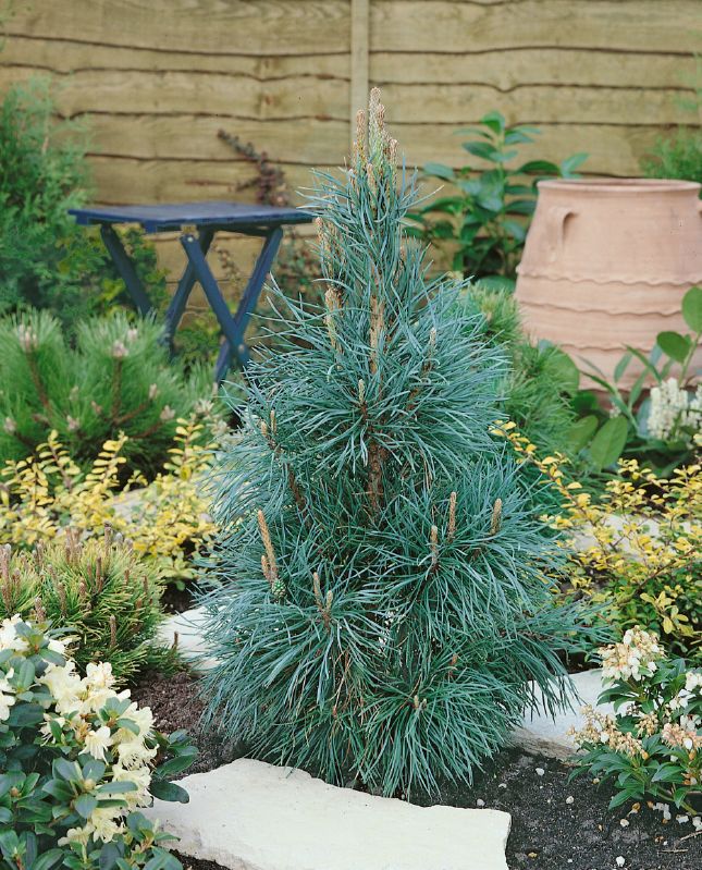 Pinus sylvestris Fastigiata