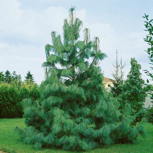 Pinus griffithii (wallichiana)