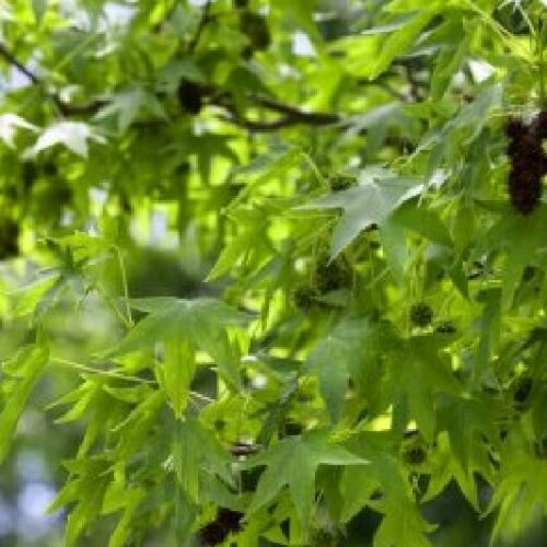 Platanus acerifolia, H