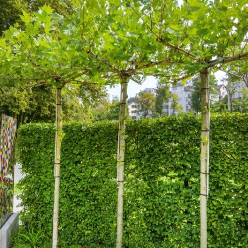 Platanus acerifolia - Dachform, H