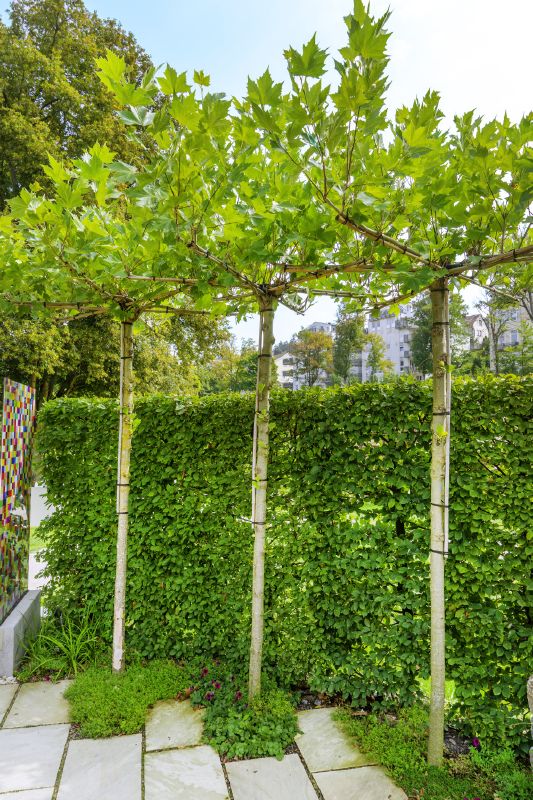 Platanus acerifolia - Dachform, H