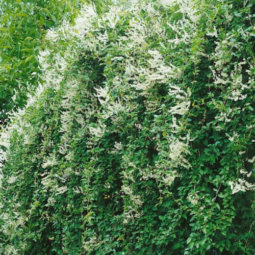 Polygonum aubertii