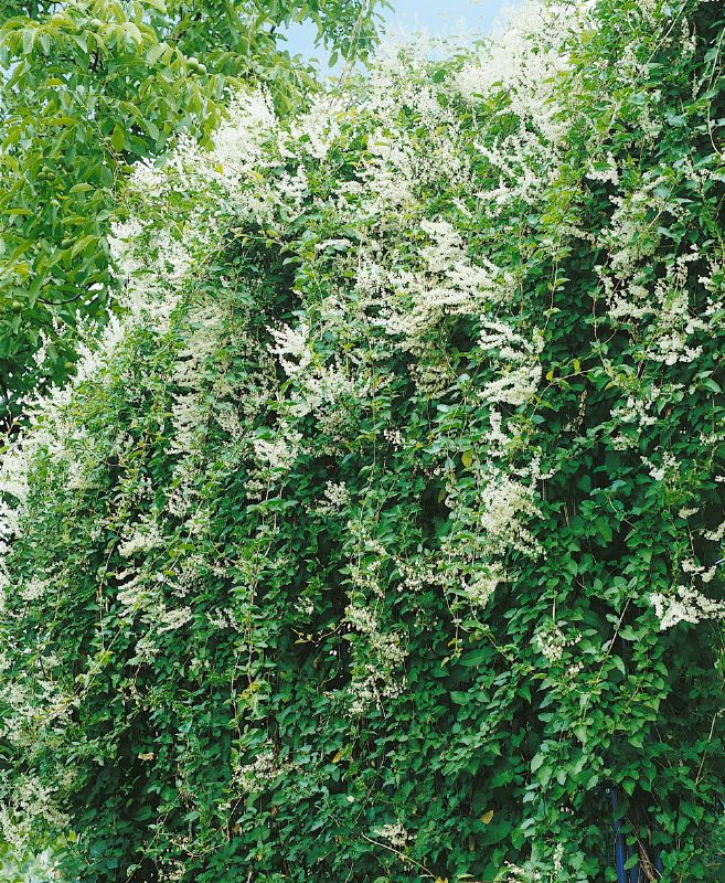 Polygonum aubertii