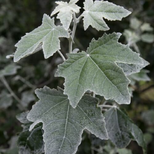 Populus alba Nivea
