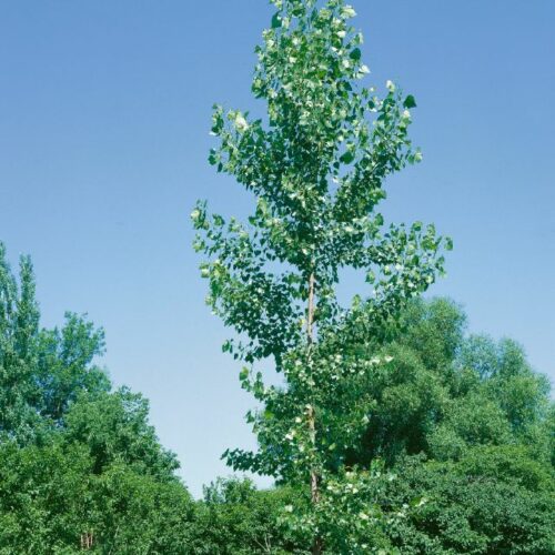 Populus canadensis, H