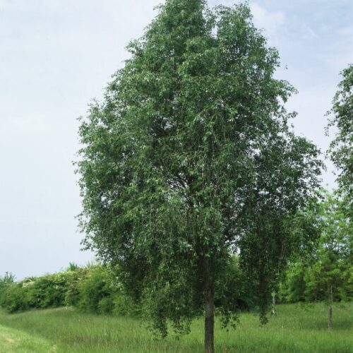 Populus simonii Fastigiata