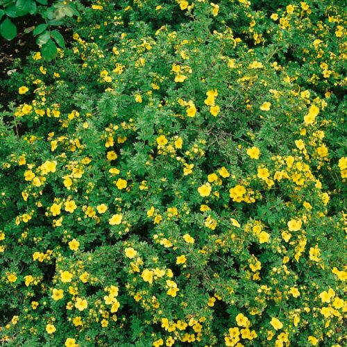 Potentilla fruticosa                gelb