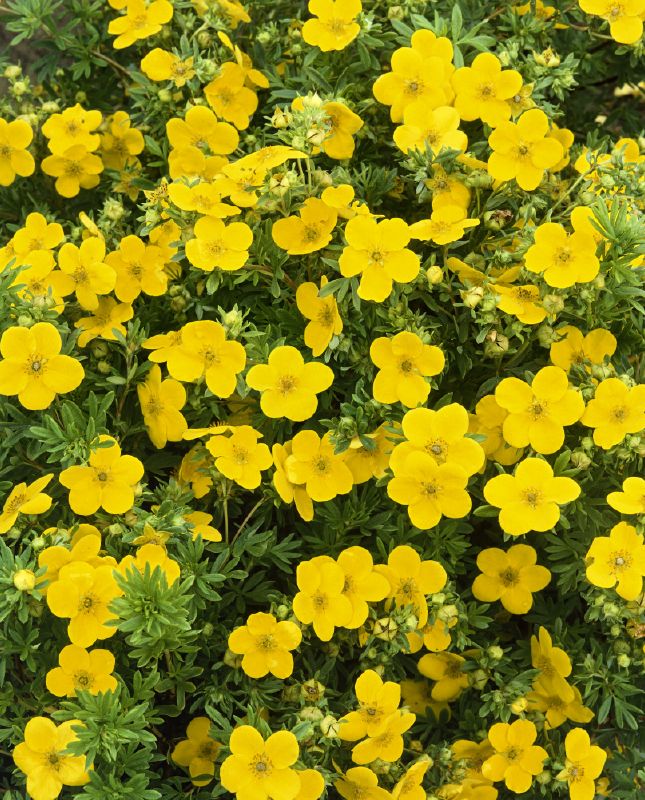 Potentilla fruticosa Goldfinger gelb