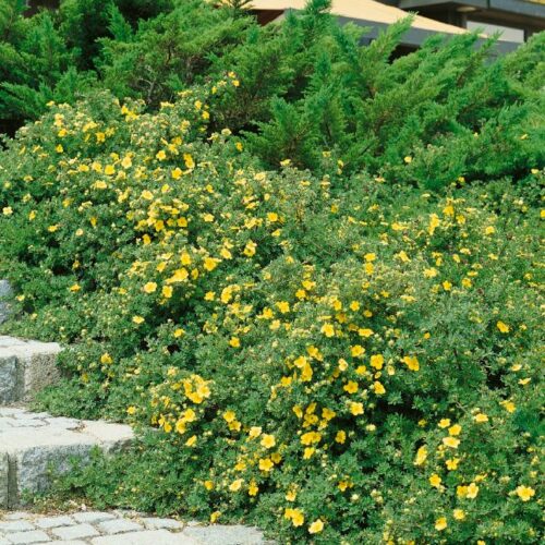 Potentilla fruticosa Goldteppich