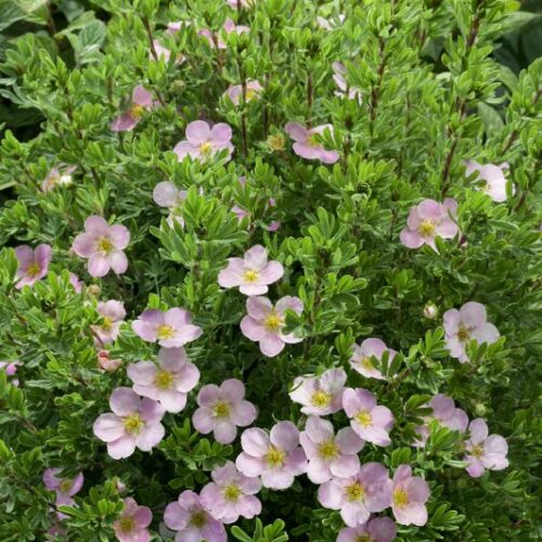 Potentilla fruticosa Princess