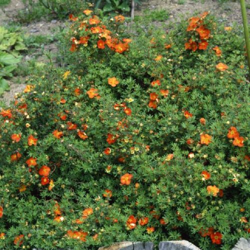 Potentilla fruticosa Red Ace