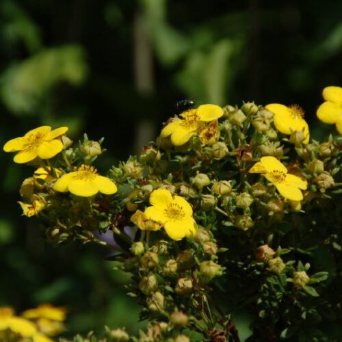 Potentilla fruticosa Sommerflor