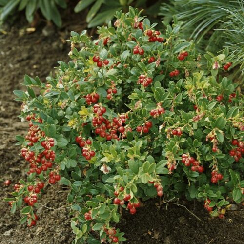 Preiselbeeren